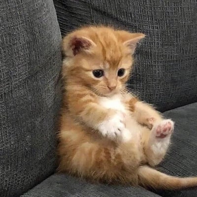 XantheMelville (xanthemelville) Farcaster social identity (Fname handle) PFP