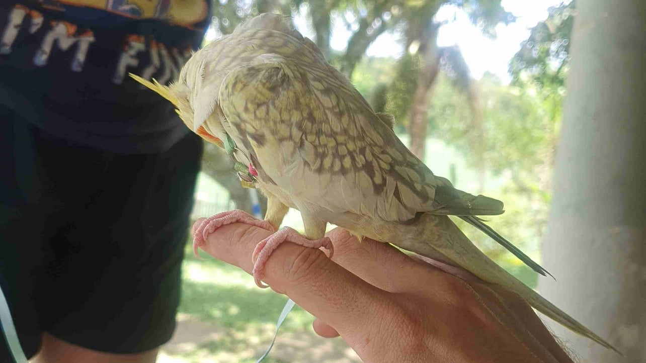 luanamartins.eth Ethereum Name Service (ENS and .eth domain) PFP