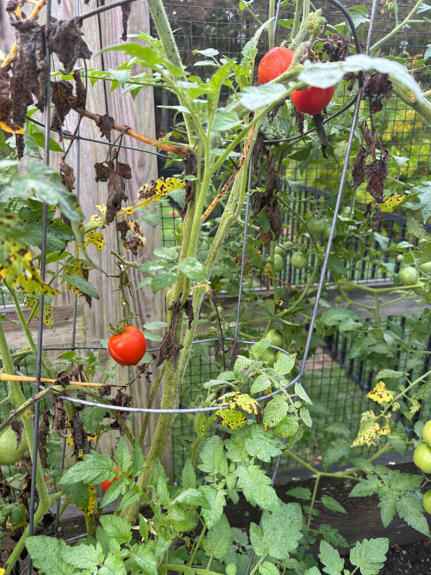 Embed from @adrienne