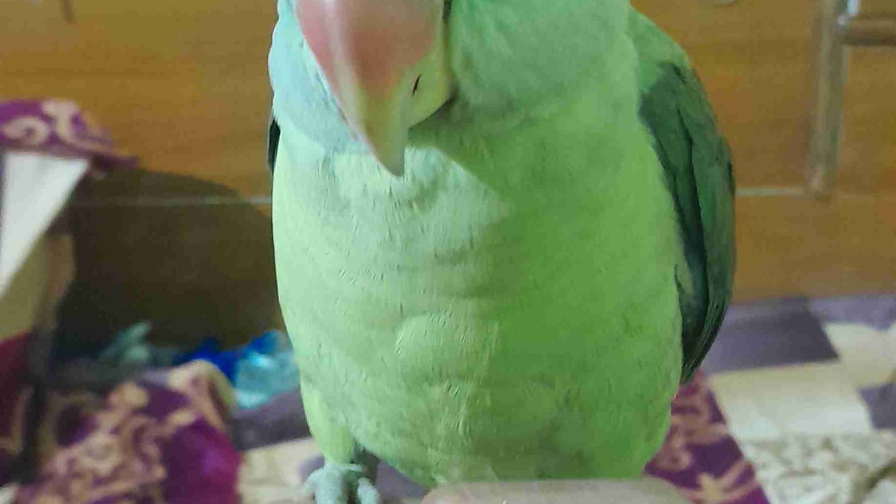 raviverma.lens Lens social identity (.lens handle) PFP