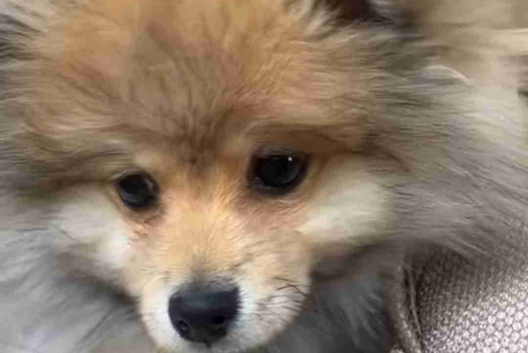 a1white (a1white.lens) Lens social identity (.lens handle) PFP