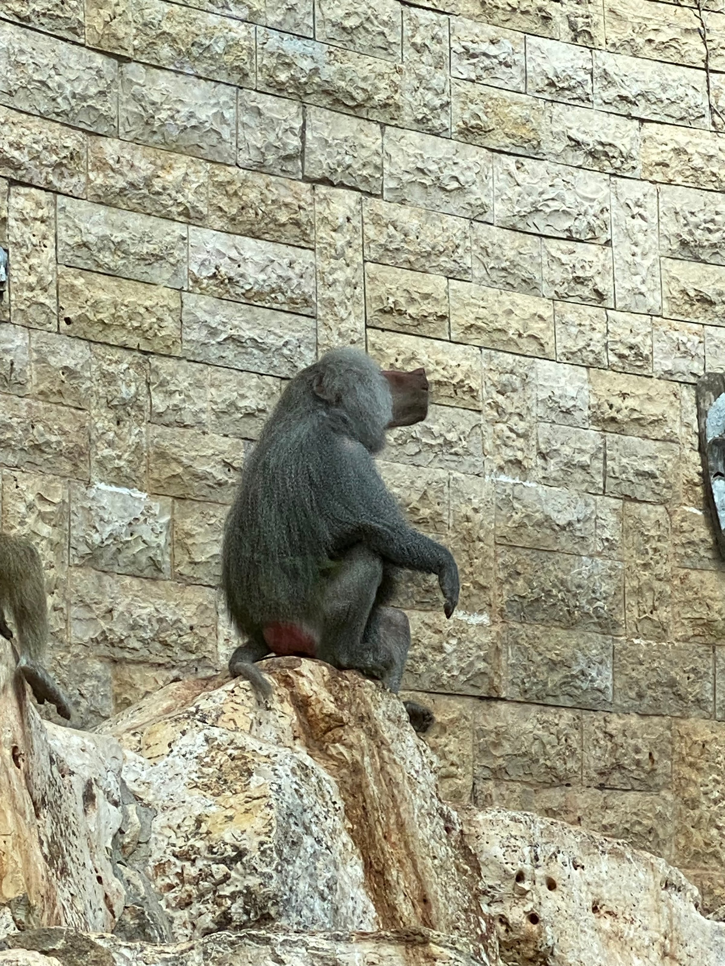 Serggioman (serggioman.lens) Lens social identity (.lens handle) PFP