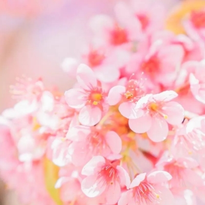 Daniis (daniis) Farcaster social identity (Fname handle) PFP