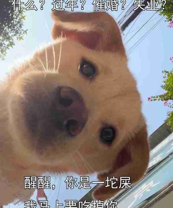dogday pfp