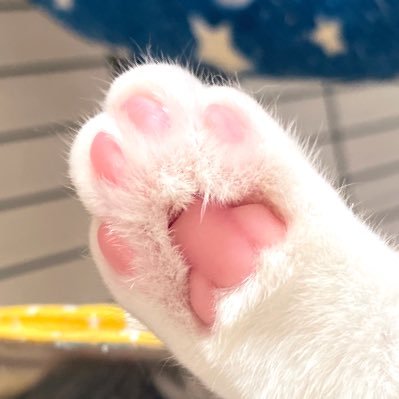 doshirak.lens Lens social identity (.lens handle) PFP