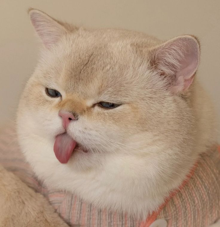 CatieLove (F4F 100%) pfp