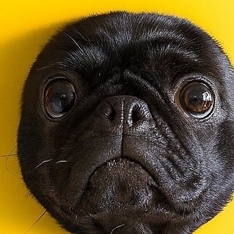 wizidocypher Farcaster social identity (Fname handle) PFP