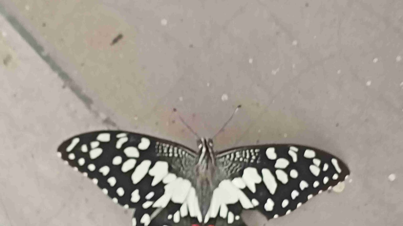 shaibal1.lens Lens social identity (.lens handle) PFP