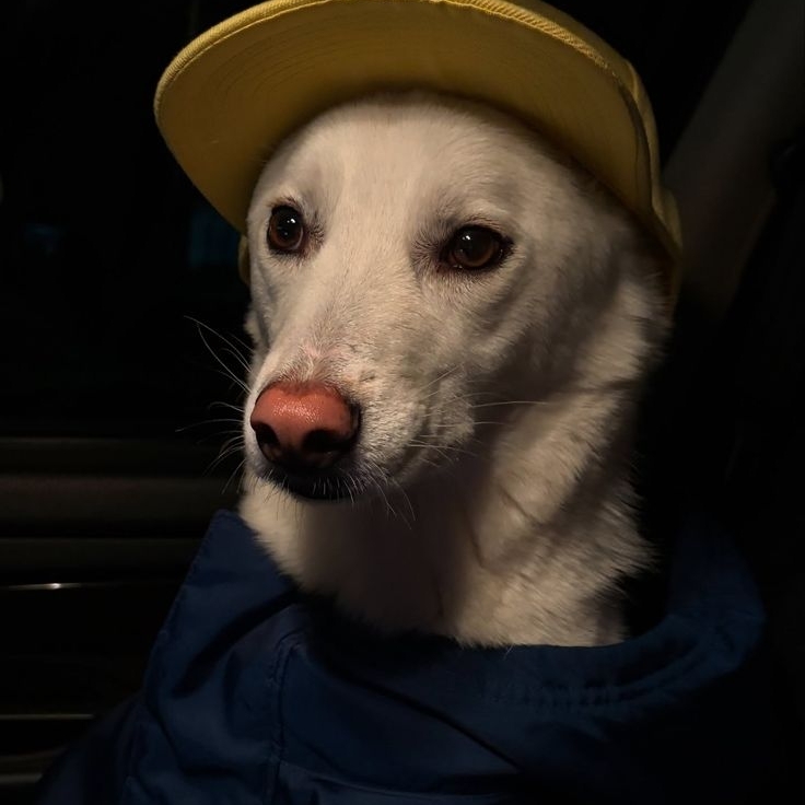 .... (anomal77) Farcaster social identity (Fname handle) PFP