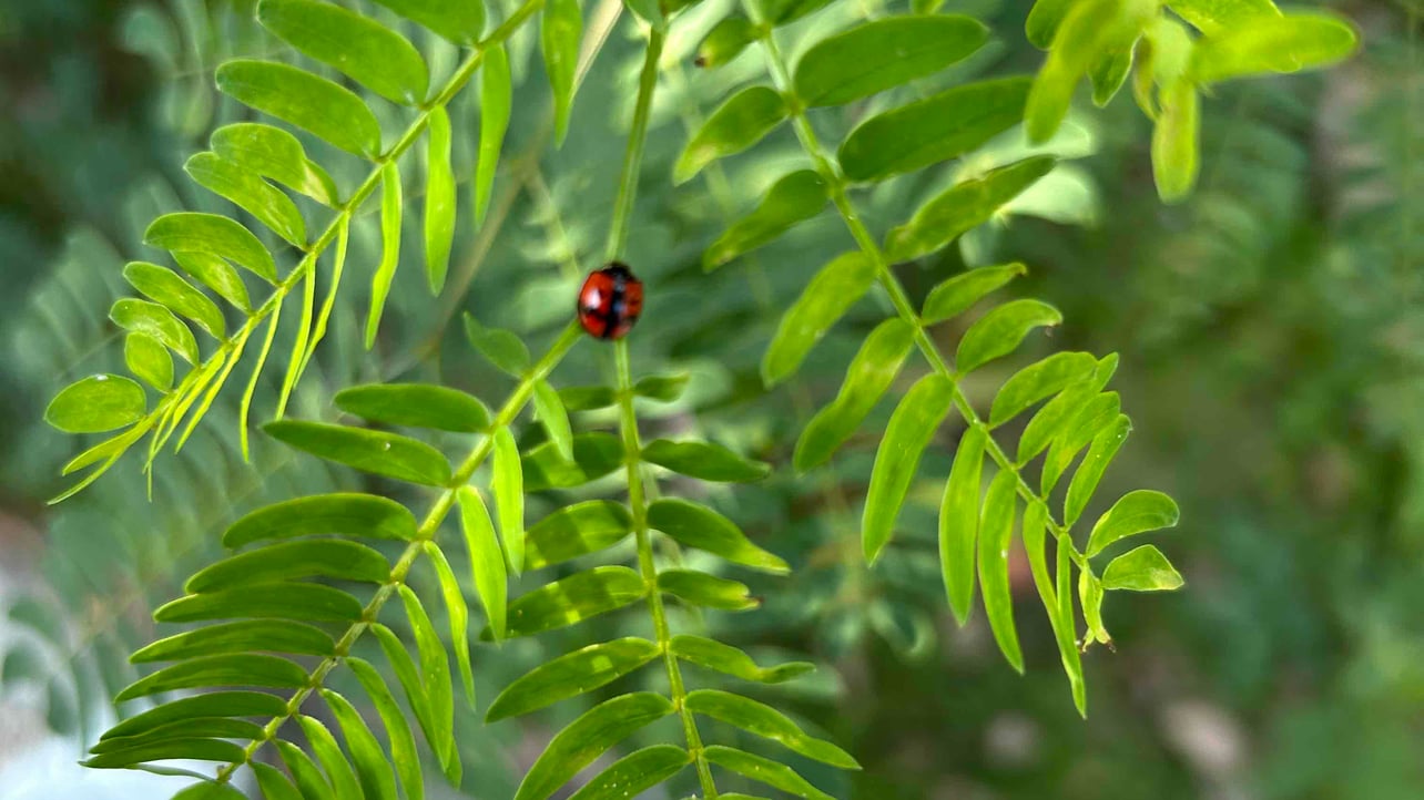 goodfriend.base.eth Basenames (.base.eth domains) based on ENS PFP