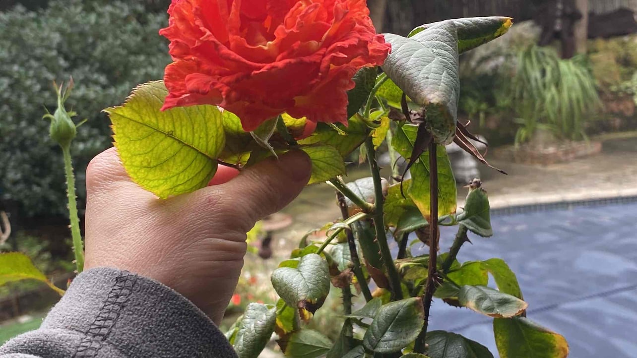 yagmurdamla13.lens Lens social identity (.lens handle) PFP