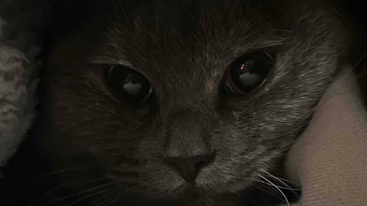 Haris (mckenzieee08712.lens) Lens social identity (.lens handle) PFP