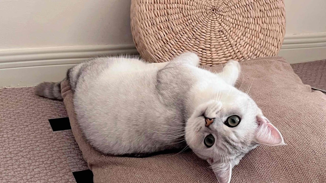 ivybozhi333 Farcaster social identity (Fname handle) PFP