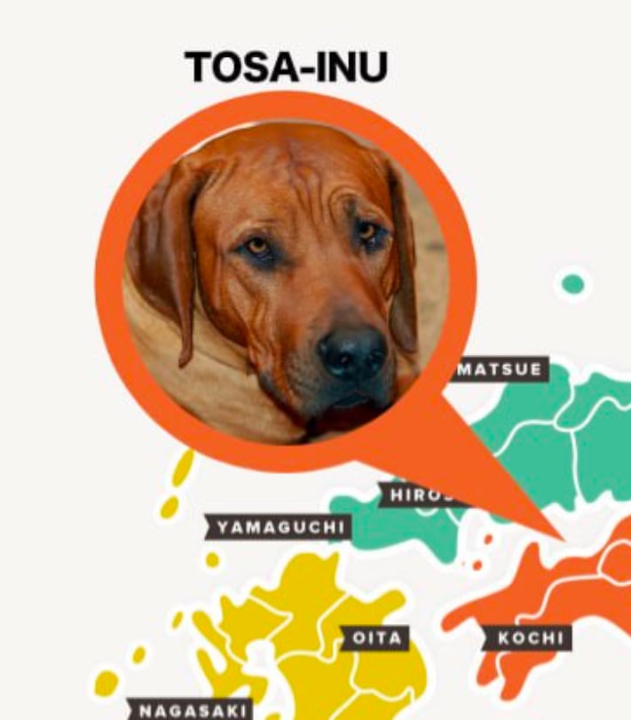Tosa-Inu