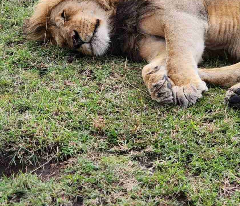 Vardan (qochar.lens) Lens social identity (.lens handle) PFP