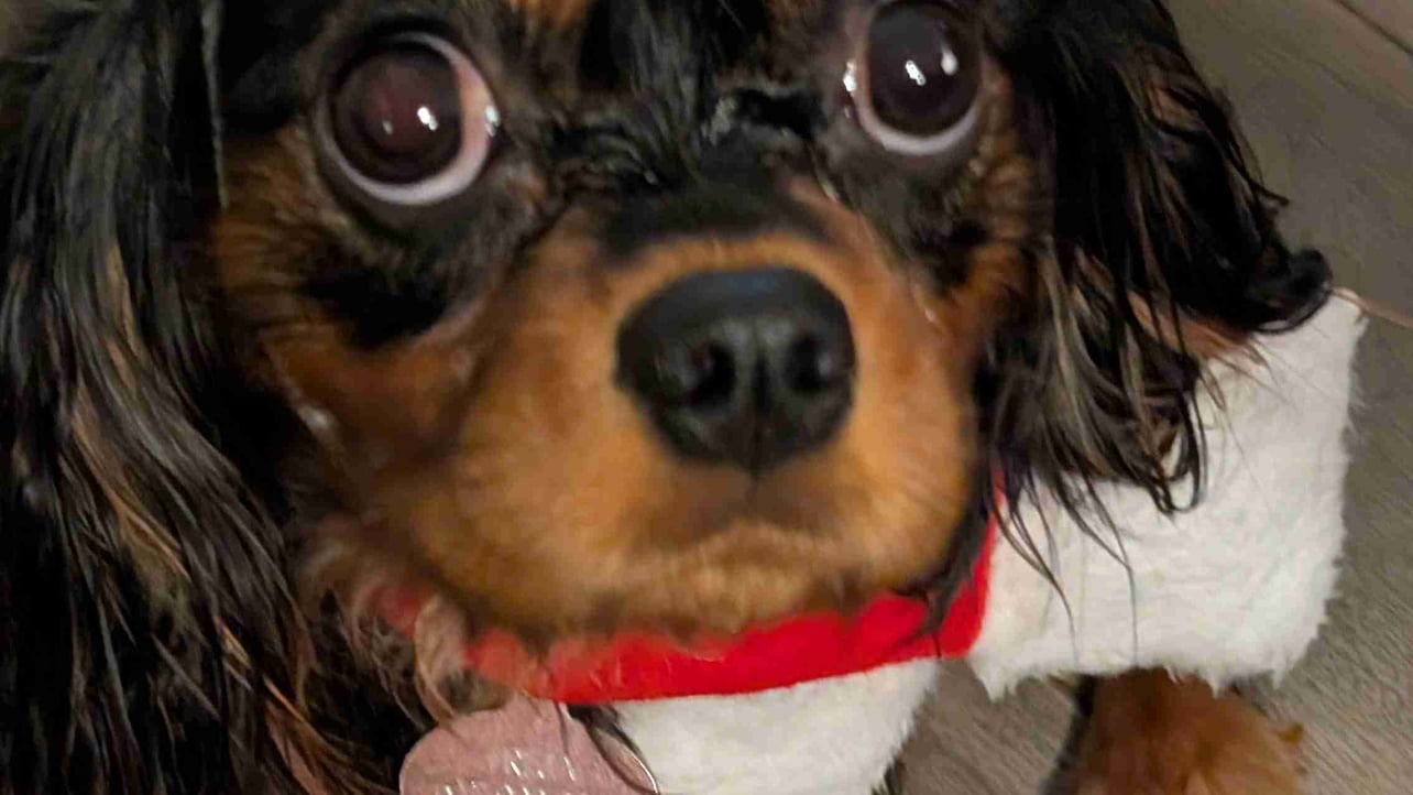 Lucas (mr-toad) Farcaster social identity (Fname handle) PFP