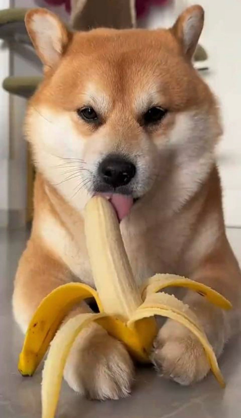 Shiba with a banana in the mouth