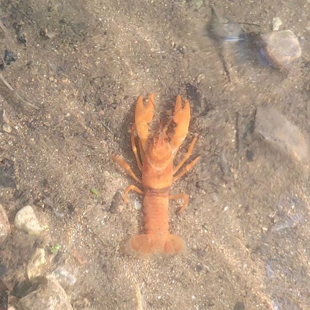 nauseate.linea.eth Linea Name Service (.linea.eth domains) based on ENS PFP