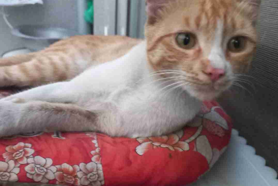 Farhad Salimi (farhads2018) Farcaster social identity (Fname handle) PFP