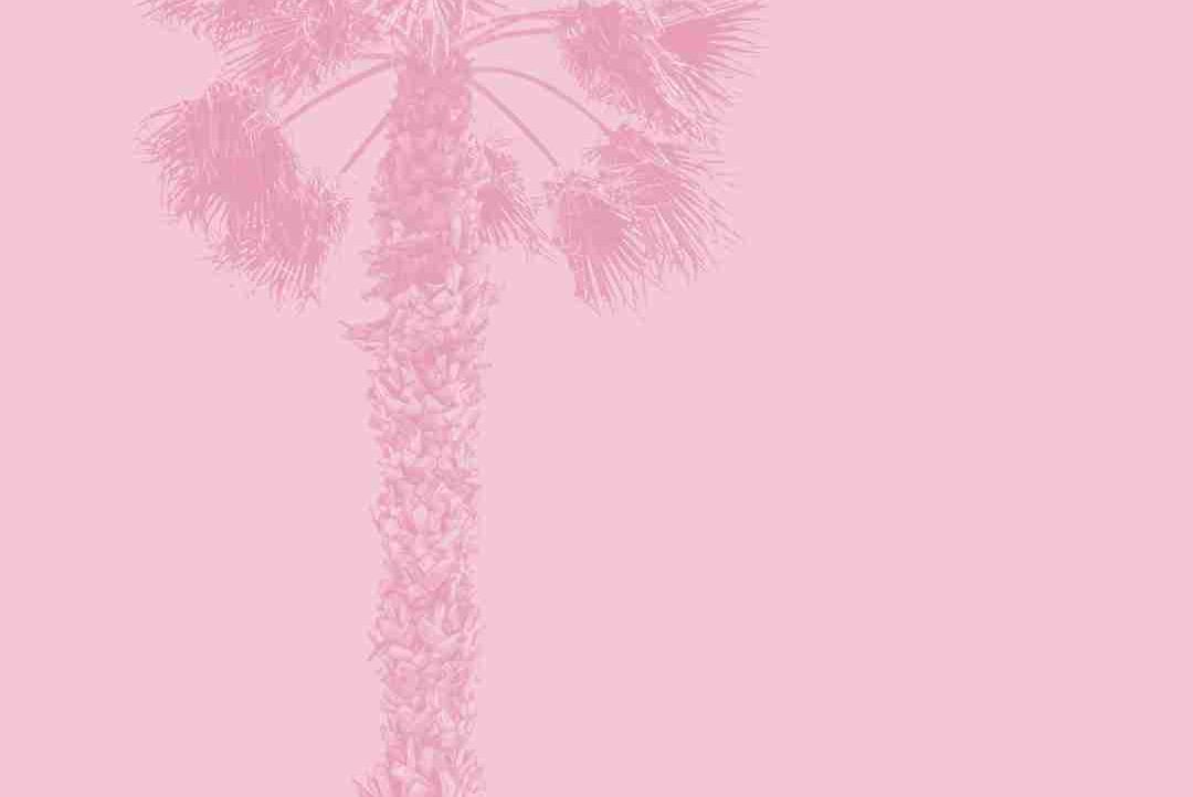 sunnflower Farcaster social identity (Fname handle) PFP