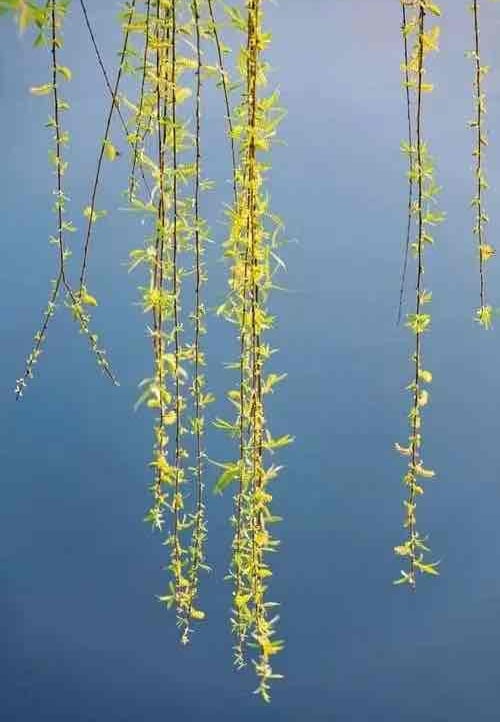 fddrr45.lens Lens social identity (.lens handle) PFP