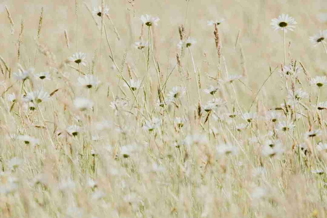 B19MetalHead (b19metalhead) Farcaster social identity (Fname handle) PFP