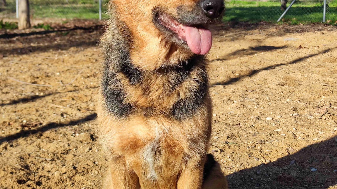 Algadiot (algadiot) Farcaster social identity (Fname handle) PFP