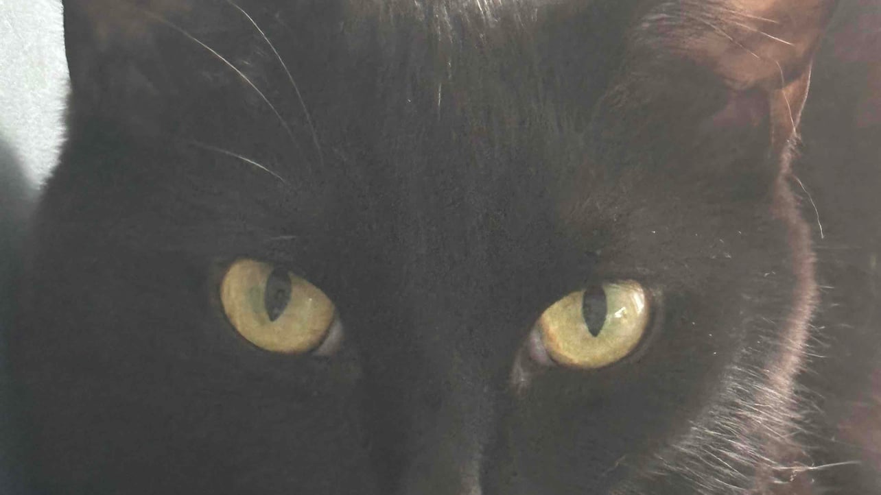 zhonghe183 (zhonghe183.lens) Lens social identity (.lens handle) PFP