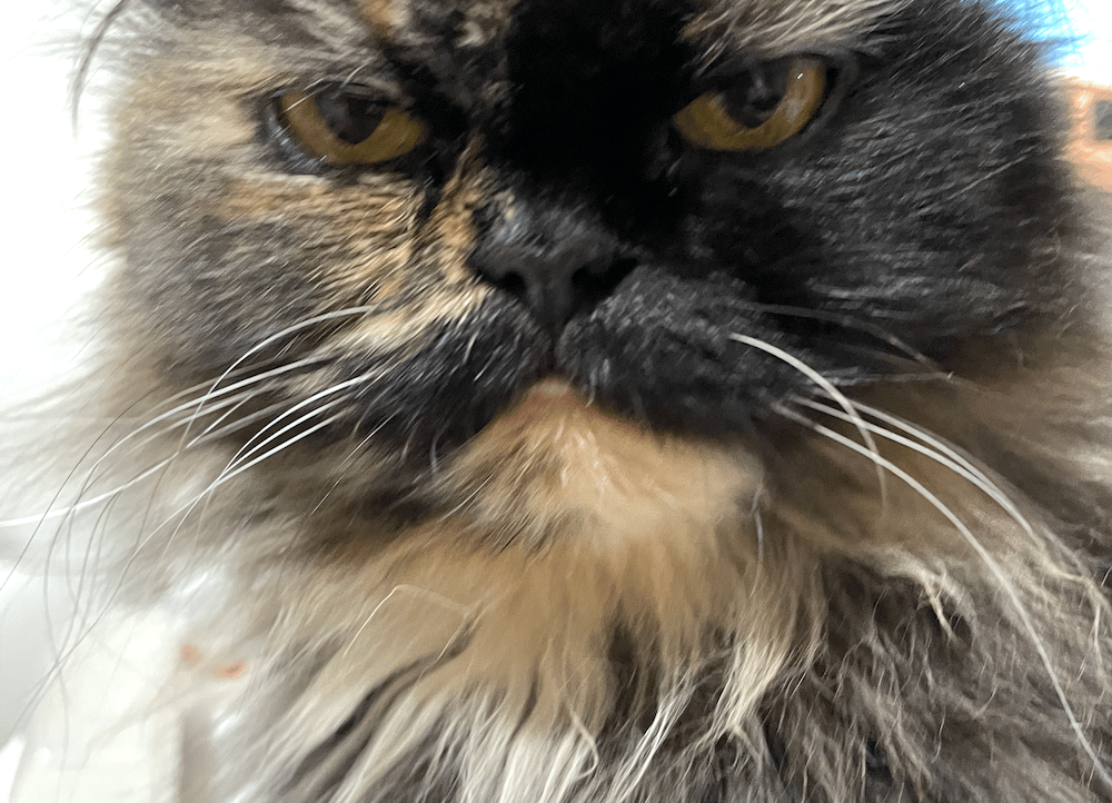 Crypto Anfisa (cryptoanfisa) Farcaster social identity (Fname handle) PFP