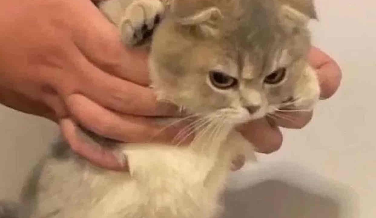 Nguyễn Tiến (kiozumi) Farcaster social identity (Fname handle) PFP