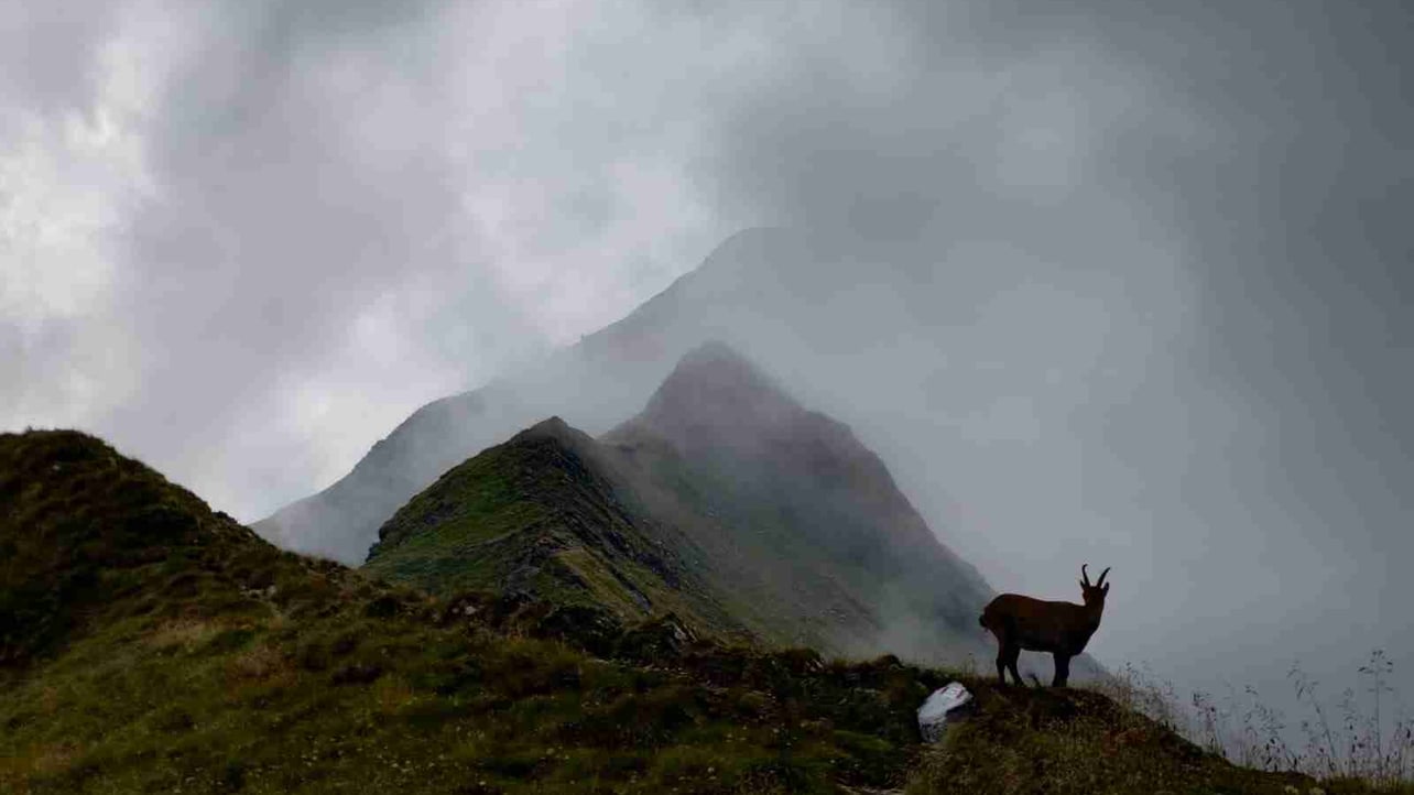 pypip (pypip.lens) Lens social identity (.lens handle) PFP