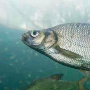 skrzyneczka.lens Lens social identity (.lens handle) PFP