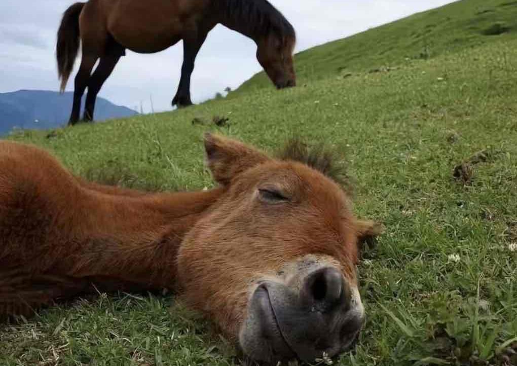 Horseman (hwjjdb) Farcaster social identity (Fname handle) PFP