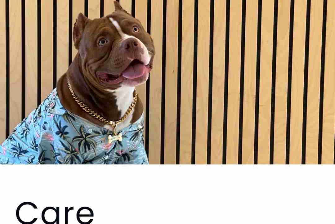 XxCJxX (xxcjxx.lens) Lens social identity (.lens handle) PFP