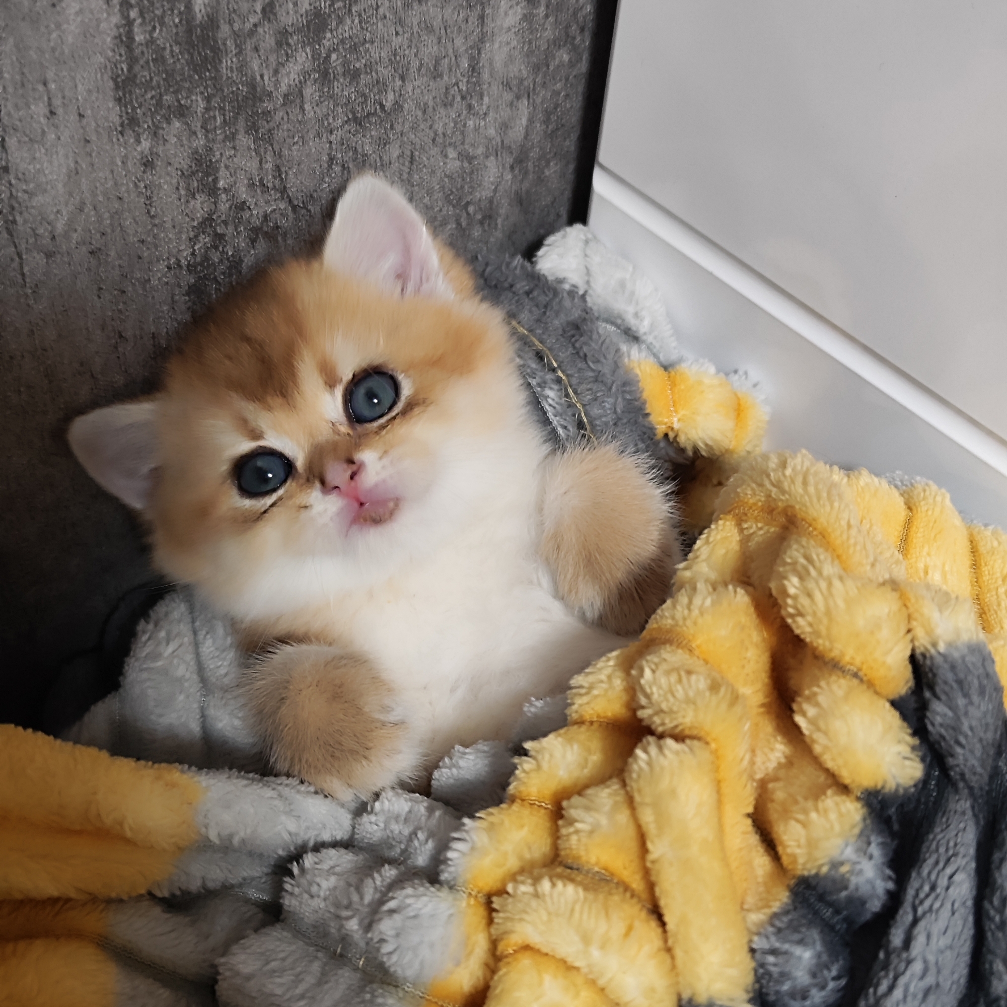 Cay (caythx.eth) Farcaster social identity (Fname handle) PFP