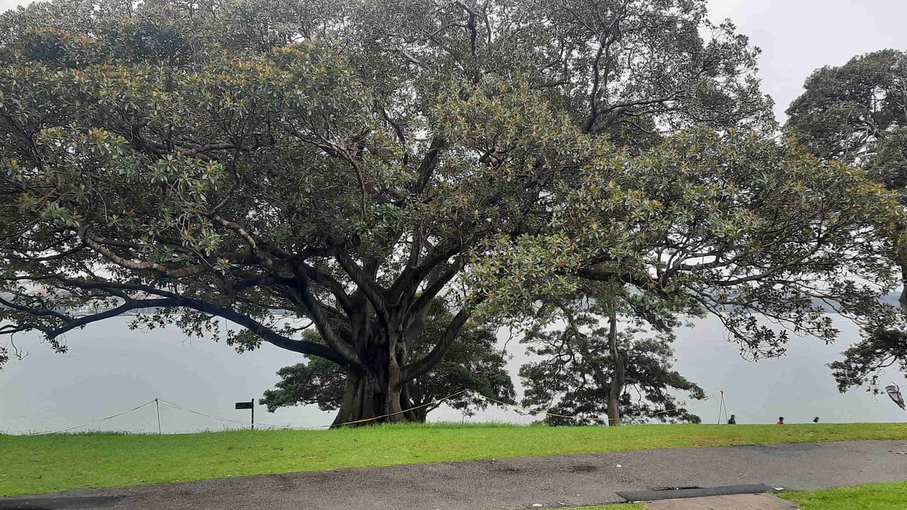 heather220 Farcaster social identity (Fname handle) PFP