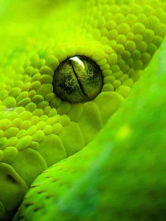 salavalex.lens Lens social identity (.lens handle) PFP