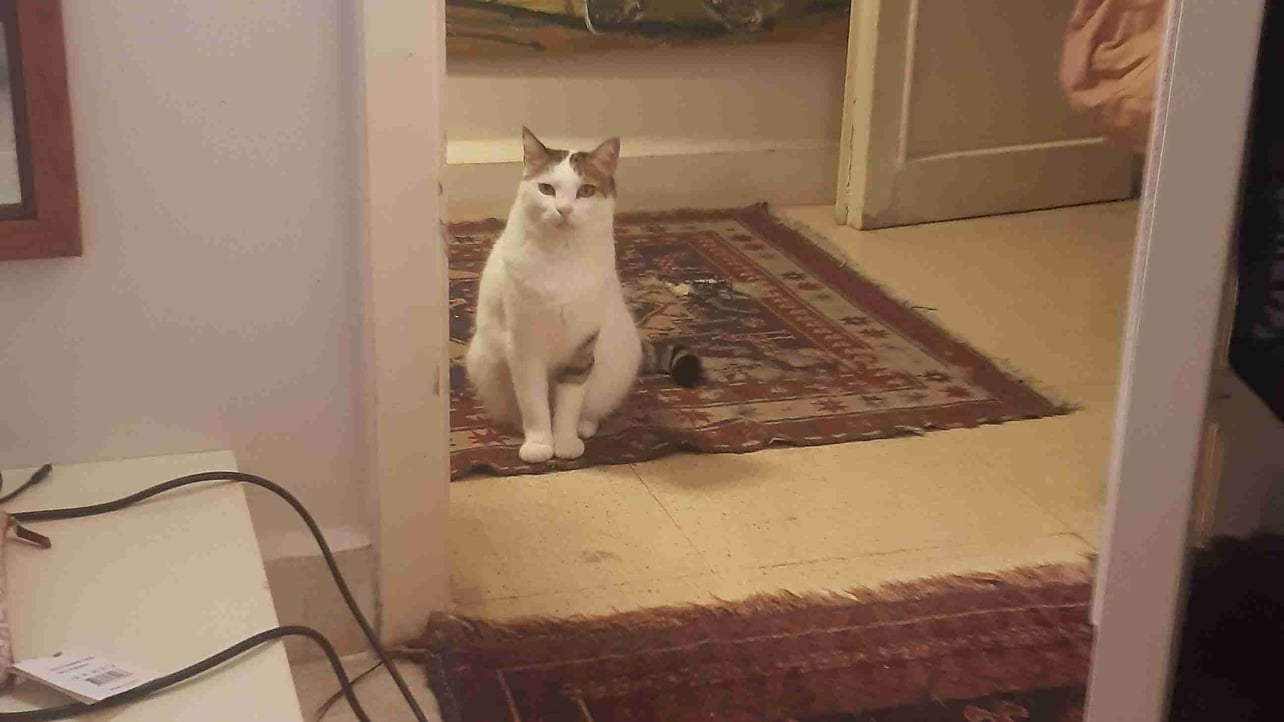 m1z01.lens Lens social identity (.lens handle) PFP