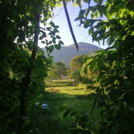 Binsar Tanjung 🦭/acc pfp