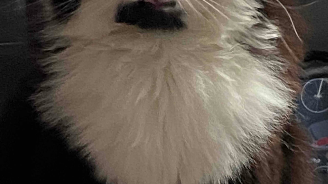 Hottst (hottst) Farcaster social identity (Fname handle) PFP