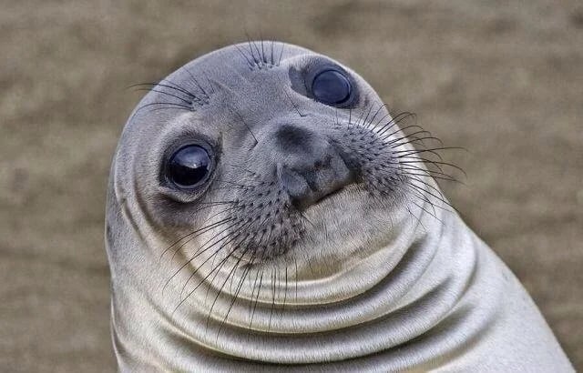 Awkward Seal pfp