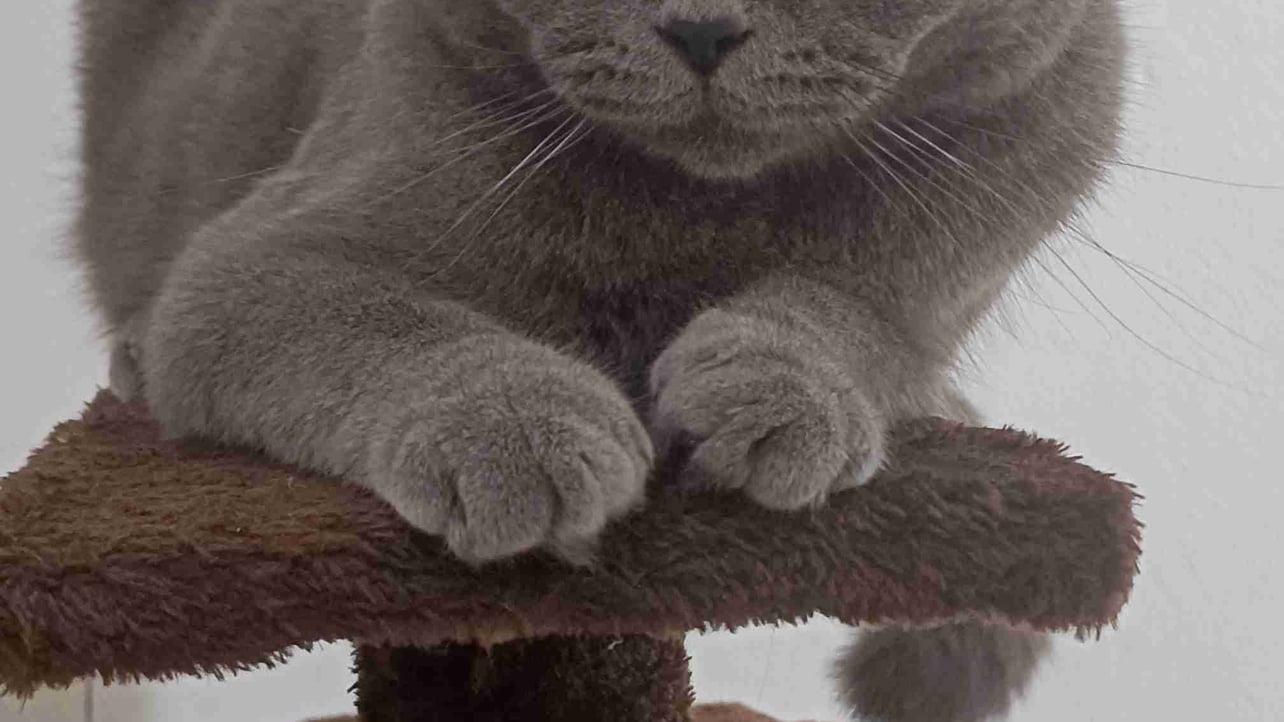 Khanh (souljaa) Farcaster social identity (Fname handle) PFP