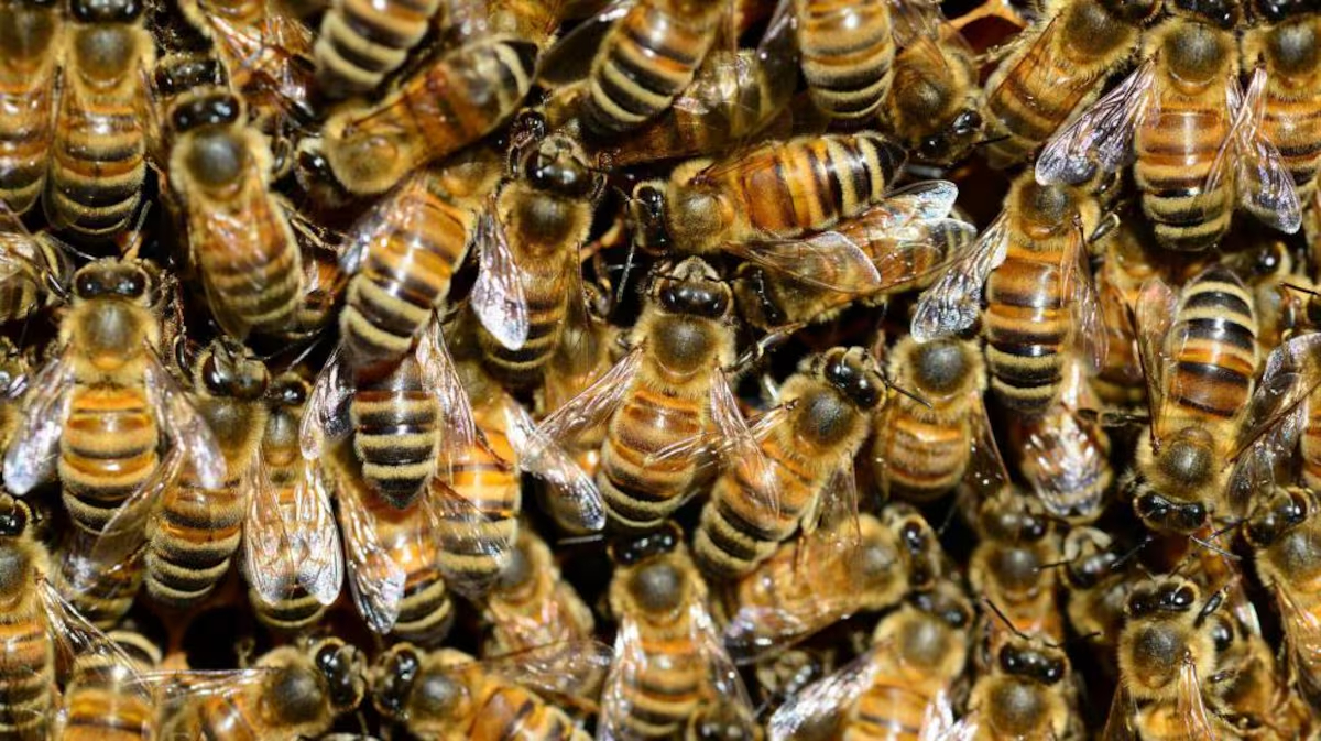 Ten Thousand Bees