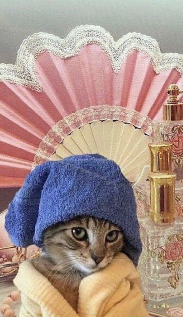 CatwithHat(F4F) pfp
