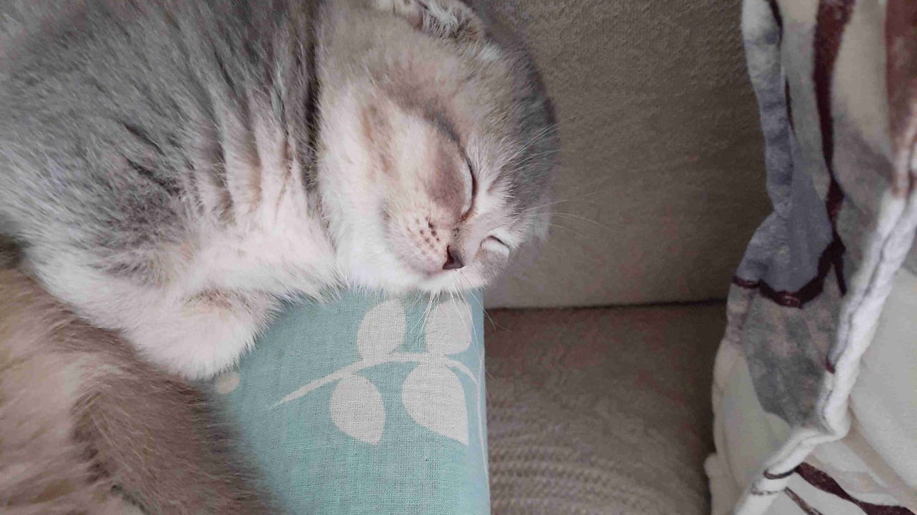 incognito (incognito77) Farcaster social identity (Fname handle) PFP