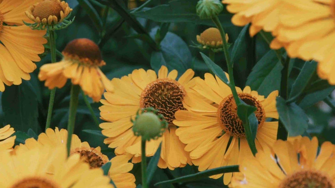 focuspixel.lens Lens social identity (.lens handle) PFP