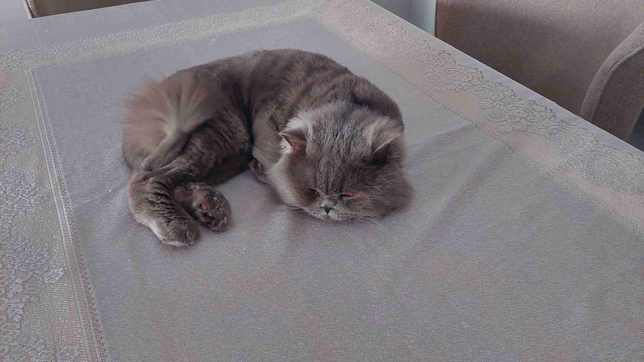 OxSkillent (0xskillent) Farcaster social identity (Fname handle) PFP