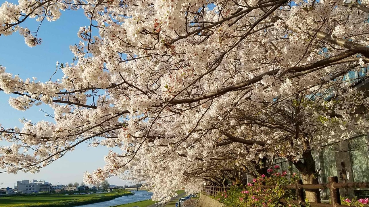 pain (pain9xxxx.lens) Lens social identity (.lens handle) PFP