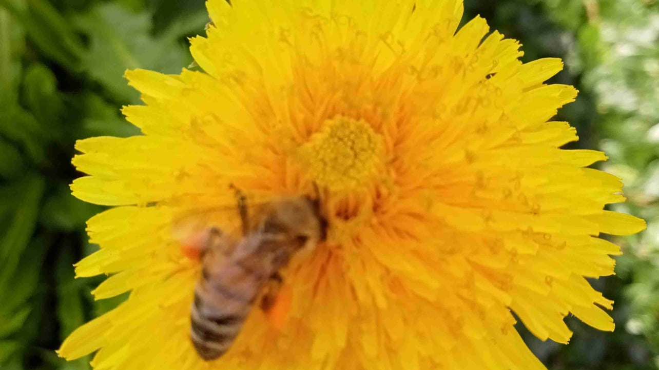 pasiekamiodex.base.eth Basenames (.base.eth domains) based on ENS PFP