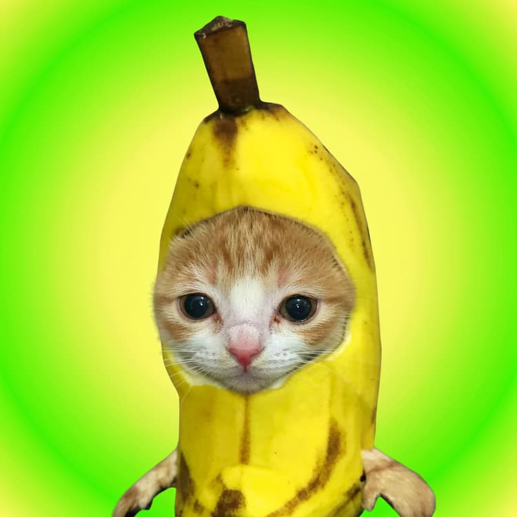CatBan